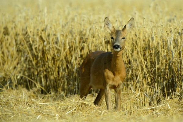 Reh steht im Kornfeld und schaut in die Kamera.