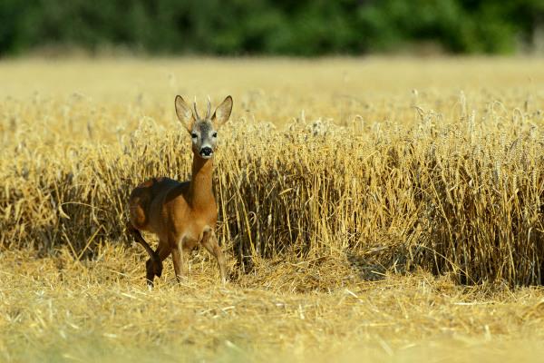 Reh steht in einem goldenen Getreidefeld, Kopf aufrecht.