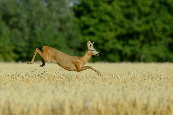 Ein Reh springt dynamisch durch ein reifes Weizenfeld.