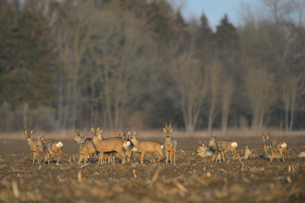 Eine Gruppe von Rehen auf einem Feld vor einem Wald im Hintergrund.