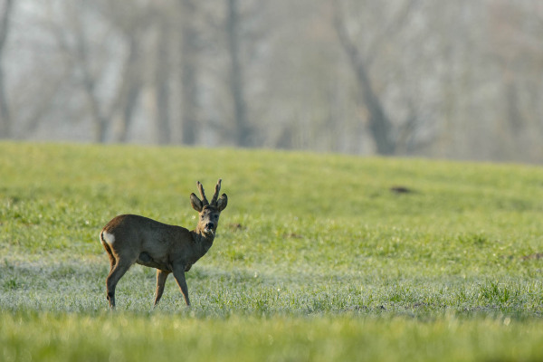 Ein Rehbock steht auf einer grünen Wiese und schaut in die Kamera.