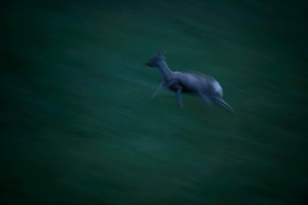 Ein Reh in schneller Bewegung in der Dämmerung auf einer Wiese