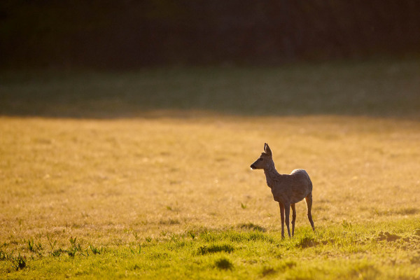 Ein Reh steht auf einer Wiese im abendlichen Sonnenlicht.