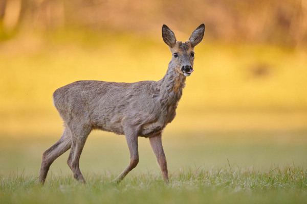 Ein Reh steht auf einer Wiese im Abendlicht und schaut in die Kamera.