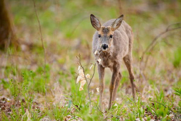 Junges Reh steht im frühlingshaften Unterholz eines Waldes.