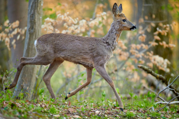Ein Reh zieht durch das frühlingshafte Unterholz eines Waldes.