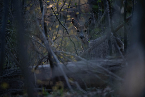 Ein Reh steht im dichten Unterholz und blickt in die Kamera.