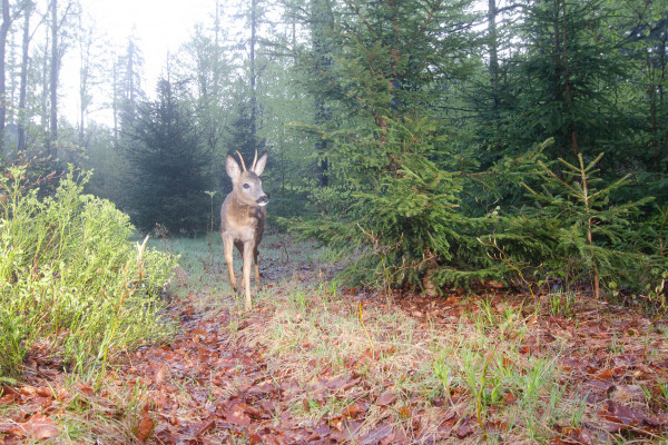 Reh steht in einem bewaldeten Gebiet mit Laubboden und jungen Nadelbäumen.