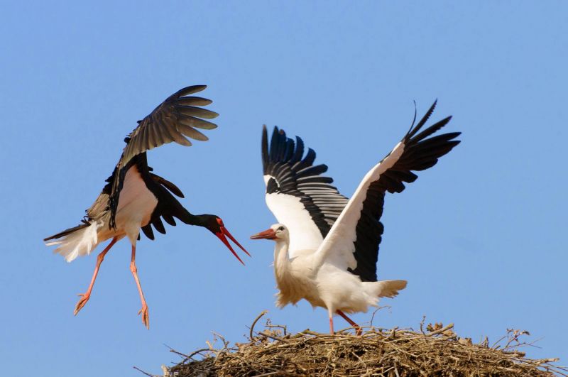 Zwei Schwarzstörche auf einem Nest, einer im Flug.
