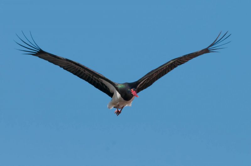 Ein Schwarzstorch fliegt mit ausgebreiteten Flügeln am klaren blauen Himmel.