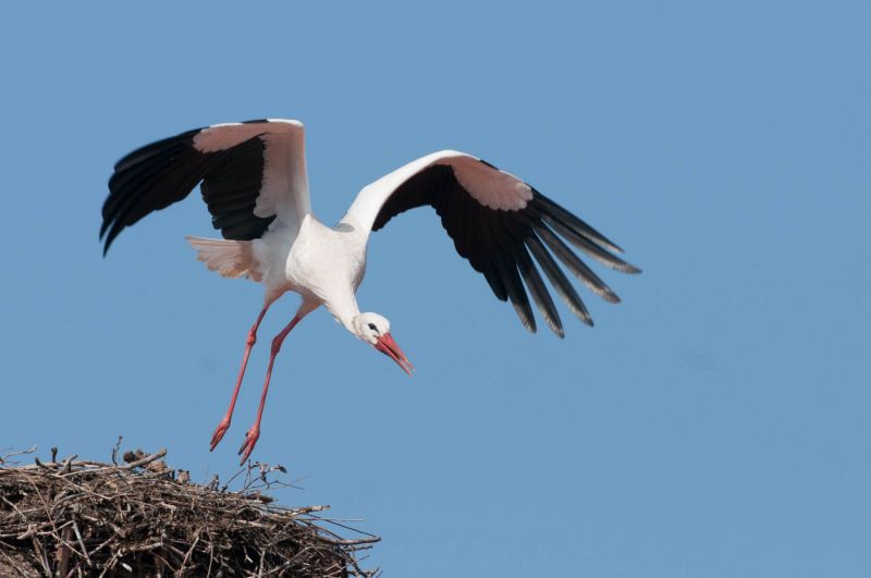 Weißstorch fliegt über sein Nest, blauer Himmel im Hintergrund.