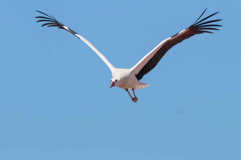 Ein Weißstorch fliegt mit ausgebreiteten Flügeln am blauen Himmel.