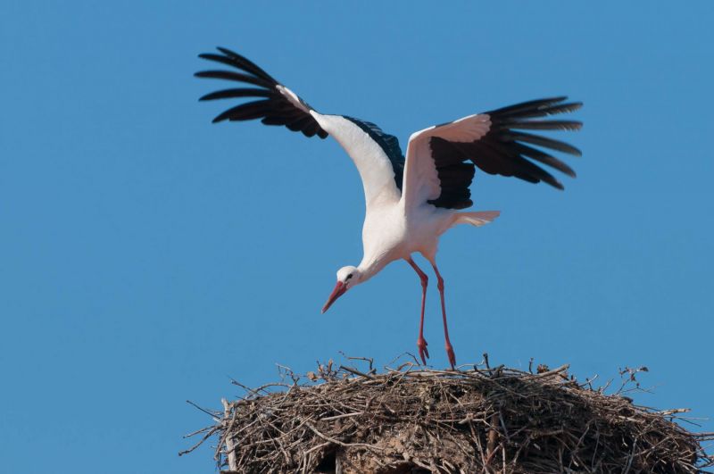 Weißstorch breitet Flügel auf einem Nest aus, blauer Himmel im Hintergrund.
