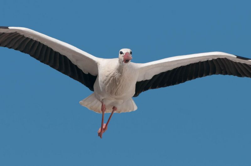 Ein Weißstorch mit schwarzen Flügelspitzen fliegt vor blauem Himmel.