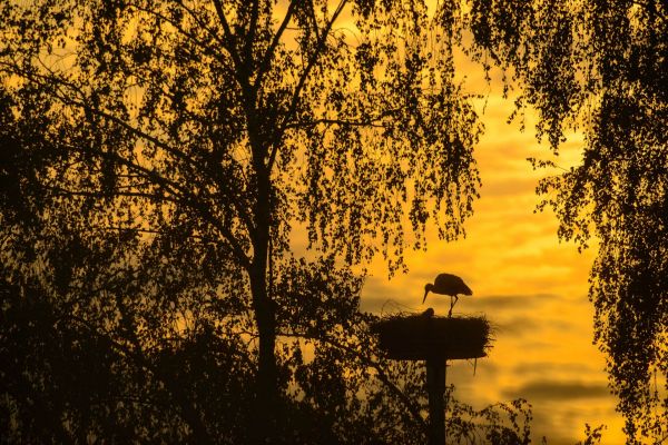 Silhouette eines Weißstorchs im Nest bei Sonnenuntergang, umgeben von Bäumen.