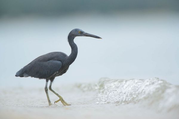 Ein einzelner Pazifikriffreiher watet durch flaches Wasser an einem Strand in Thailand.