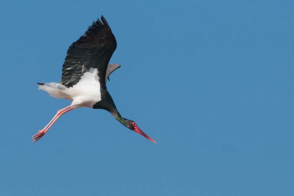Ein Schwarzstorch (Ciconia nigra) im Flug vor blauem Himmel.