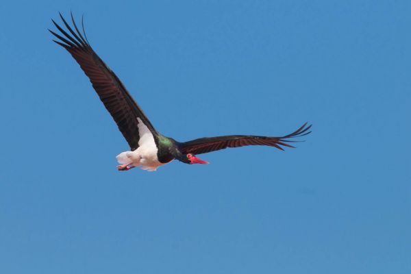 Ein Schwarzstorch (Ciconia nigra) fliegt am Himmel mit ausgebreiteten Flügeln.