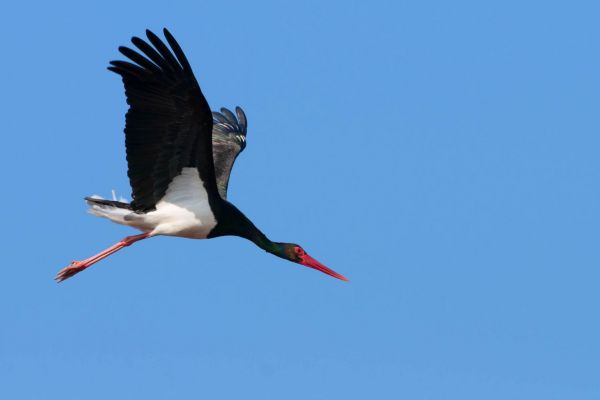 Fliegender Schwarzstorch mit ausgebreiteten Flügeln am Himmel