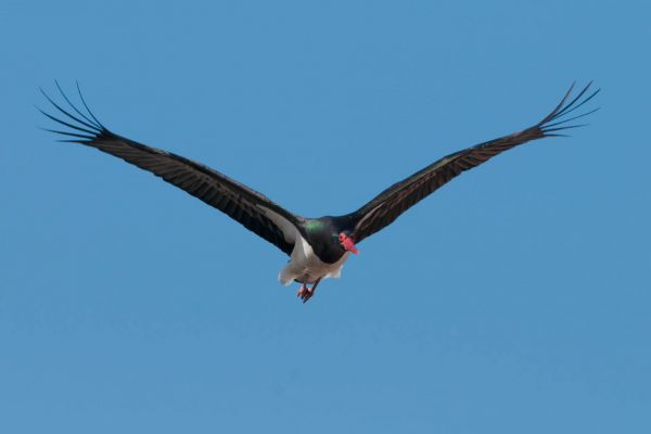 Schwarzstorch (Ciconia nigra)