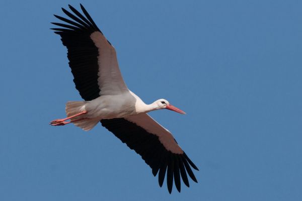 Weißstorch mit ausgebreiteten Flügeln fliegt am blauen Himmel.