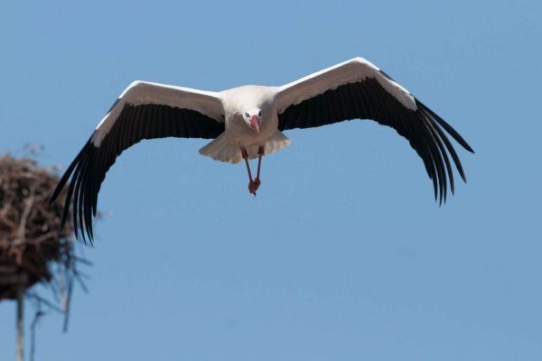 Ein Weißstorch fliegt auf ein Nest zu, vor blauem Himmel.