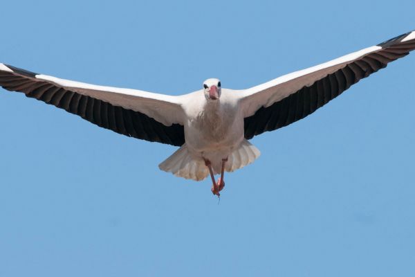 Weißstorch im Flug mit ausgebreiteten Flügeln vor blauem Himmel.