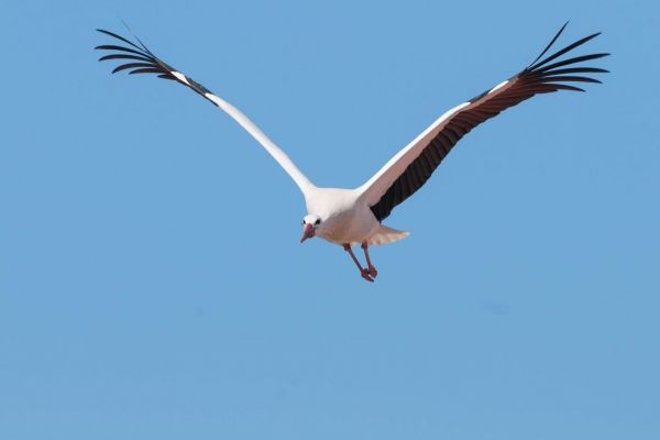 Ein Weißstorch fliegt mit ausgebreiteten Flügeln am blauen Himmel.