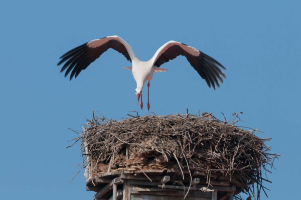 Weißstorch im Anflug auf ein großes Nest aus Zweigen auf einem Holzmasten.