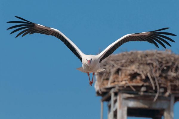 Weißstorch im Flug vor einem Nest auf blauem Himmel.