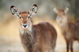 Ellipsen-Wasserbock im Tarangire-Nationalpark