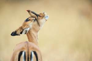 Madenhacker auf Impala
