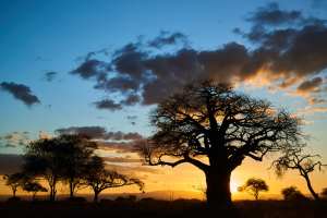 Baobabs