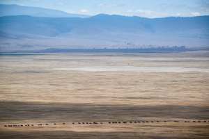 Gnu-Herde zieht durch den Ngorongoro-Krater in Tansania.