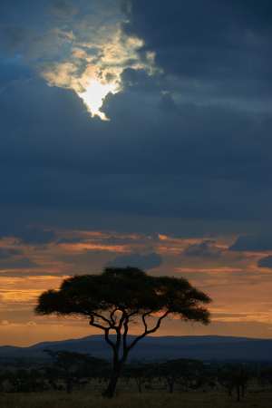 Silhouette eines Akazienbaums vor einem farbenprächtigen Sonnenuntergang in der Serengeti.
