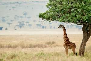 Massai Giraffe