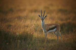 Thomson.Gazelle