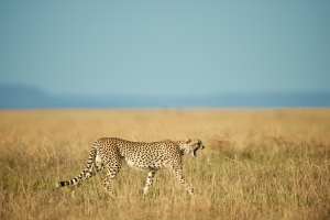 Gepard