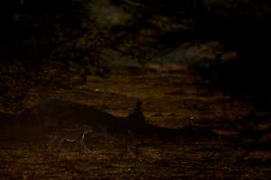 Gepard im Morgenlicht
