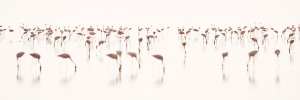 Zwergflamingos