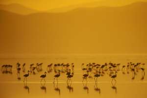 Flamingos bei Sonnenaufgang