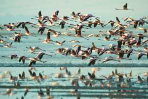 Fliegende Flamingos
