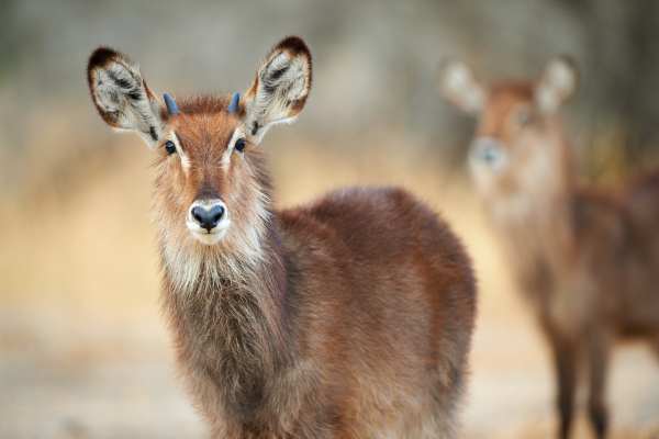 Zwei Wasserböcke in der afrikanischen Savanne im Tarangire-Nationalpark.