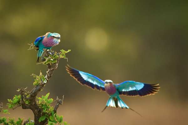 Zwei Gabelracken mit violettem und blauem Gefieder auf einem Baum in Tansania.