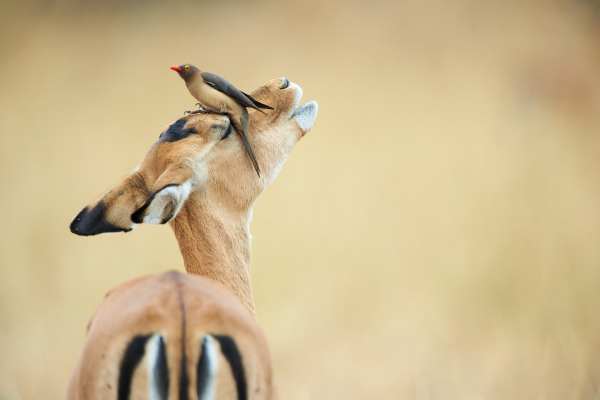 Ein Rotschnabel-Madenhacker steht auf einem Impala in der Savanne.
