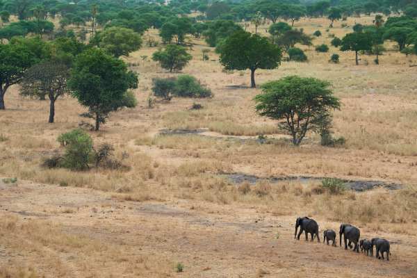 Eine Elefantenherde zieht durch die Savannenlandschaft mit vereinzelten Bäumen.
