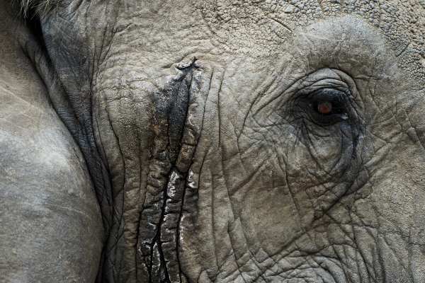 Nahaufnahme der faltigen Haut eines Afrikanischen Elefanten.