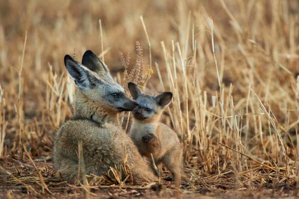 Löffelhundmutter mit Jungtier in der Savanne Tansanias.