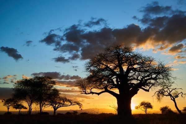 Silhouetten von Baobab-Bäumen vor einem Sonnenuntergang in Tansania.
