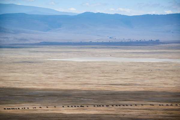 Gnu-Herde zieht durch den Ngorongoro-Krater in Tansania.